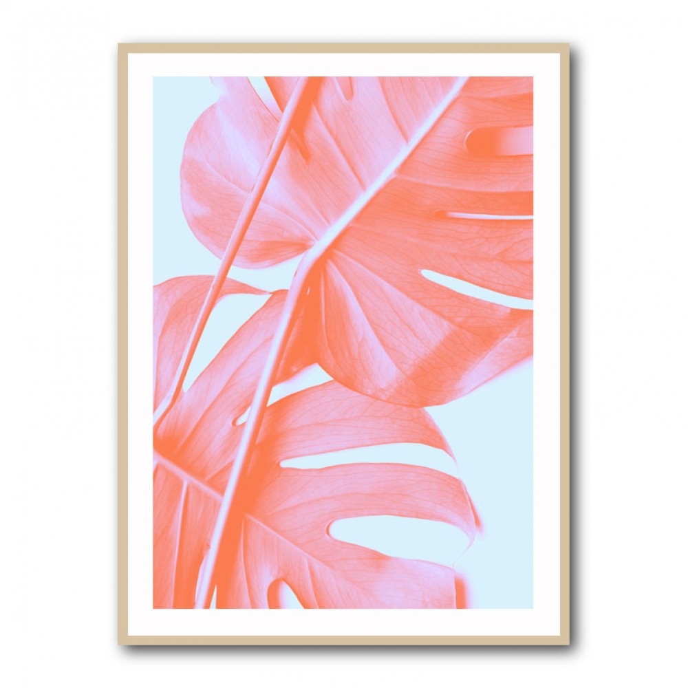 Monstera Orange 04