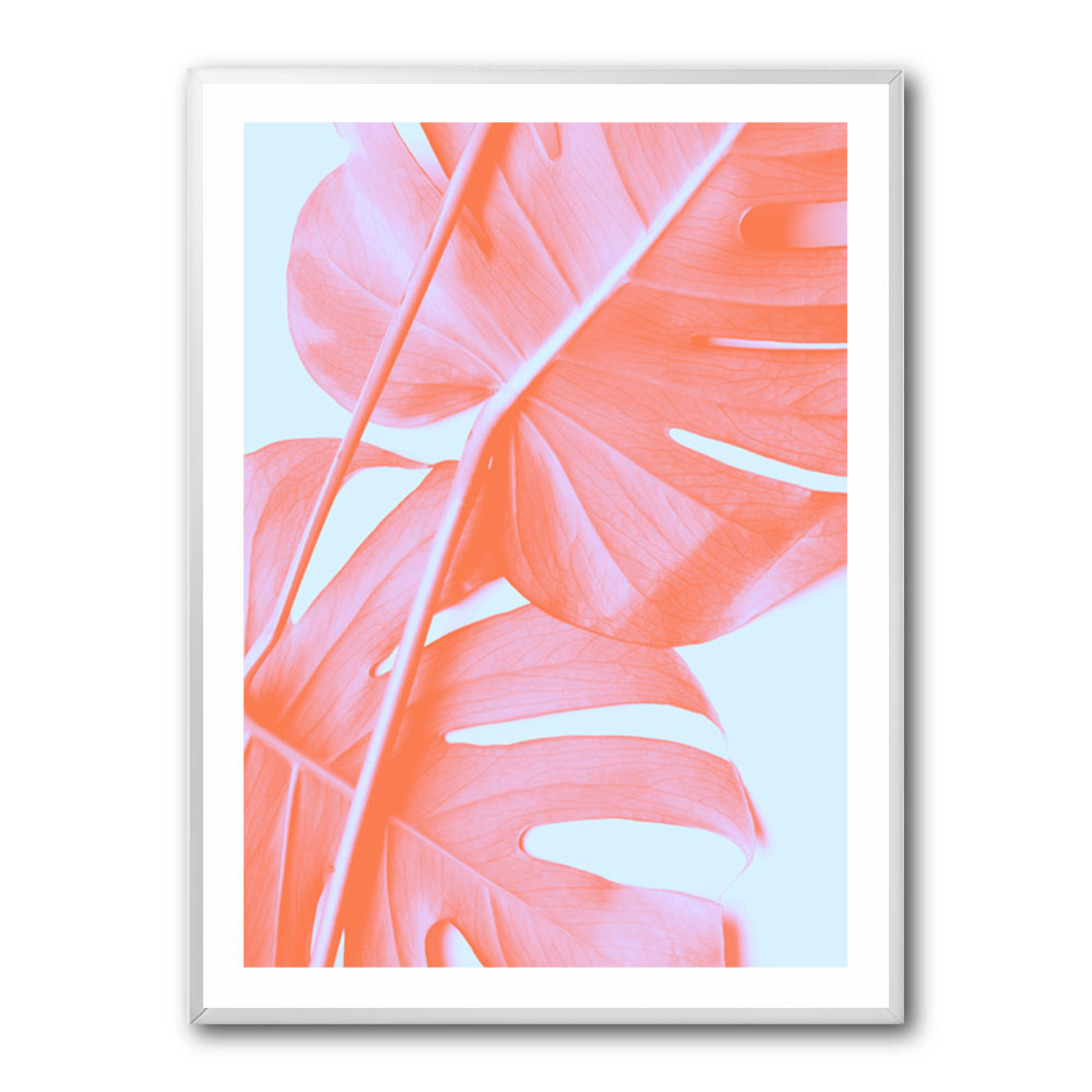 Monstera Orange 04