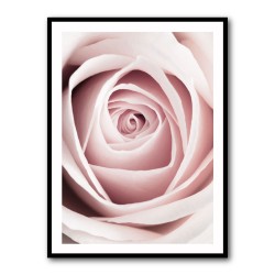 Pink Rose No 1