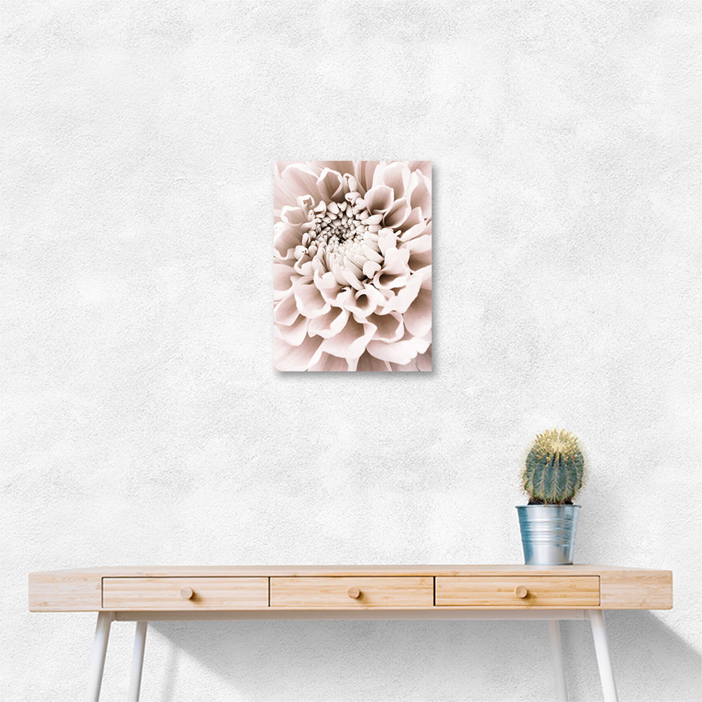 Chrysanthemum No 01 Chrysanthemum No 01
