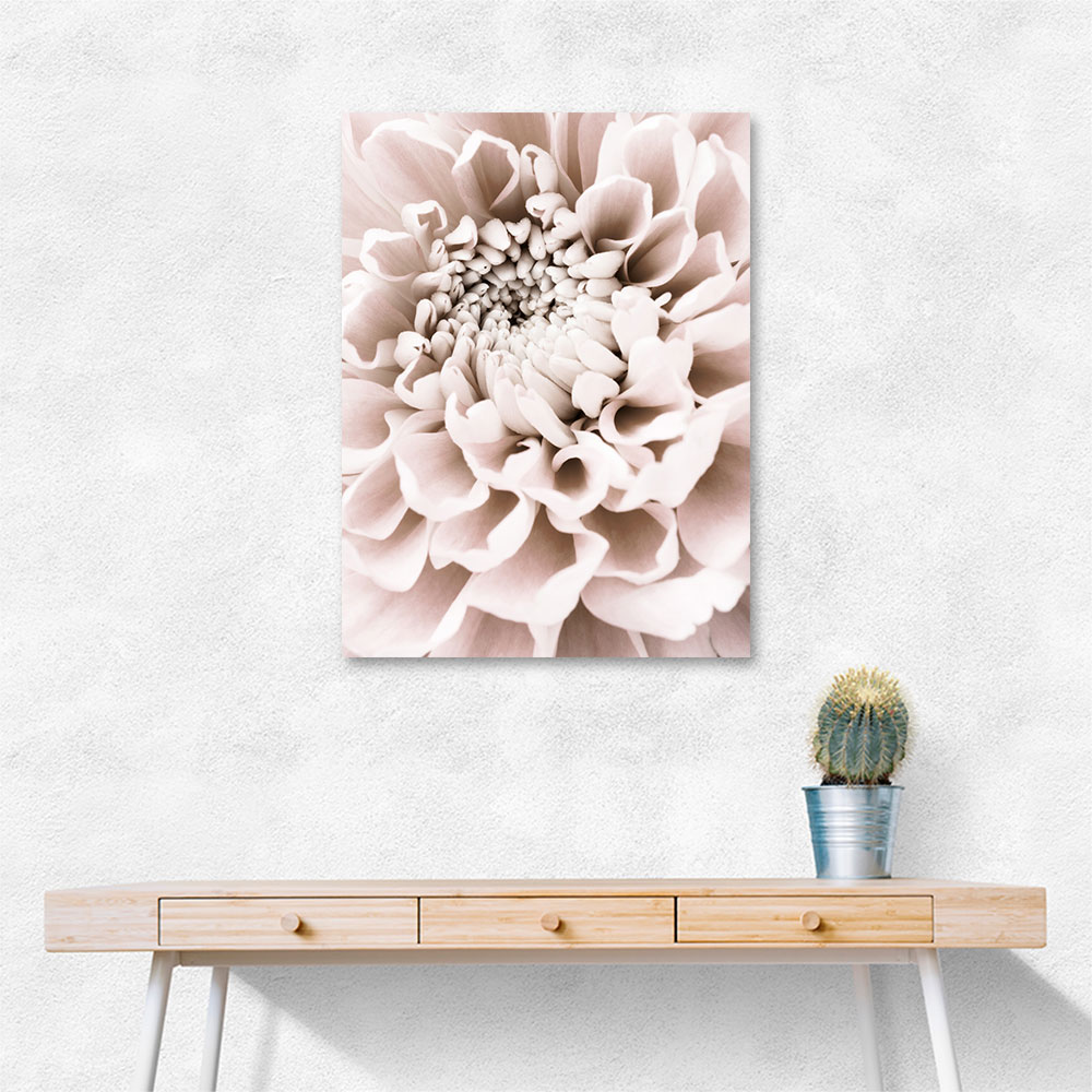 Chrysanthemum No 01 Chrysanthemum No 01