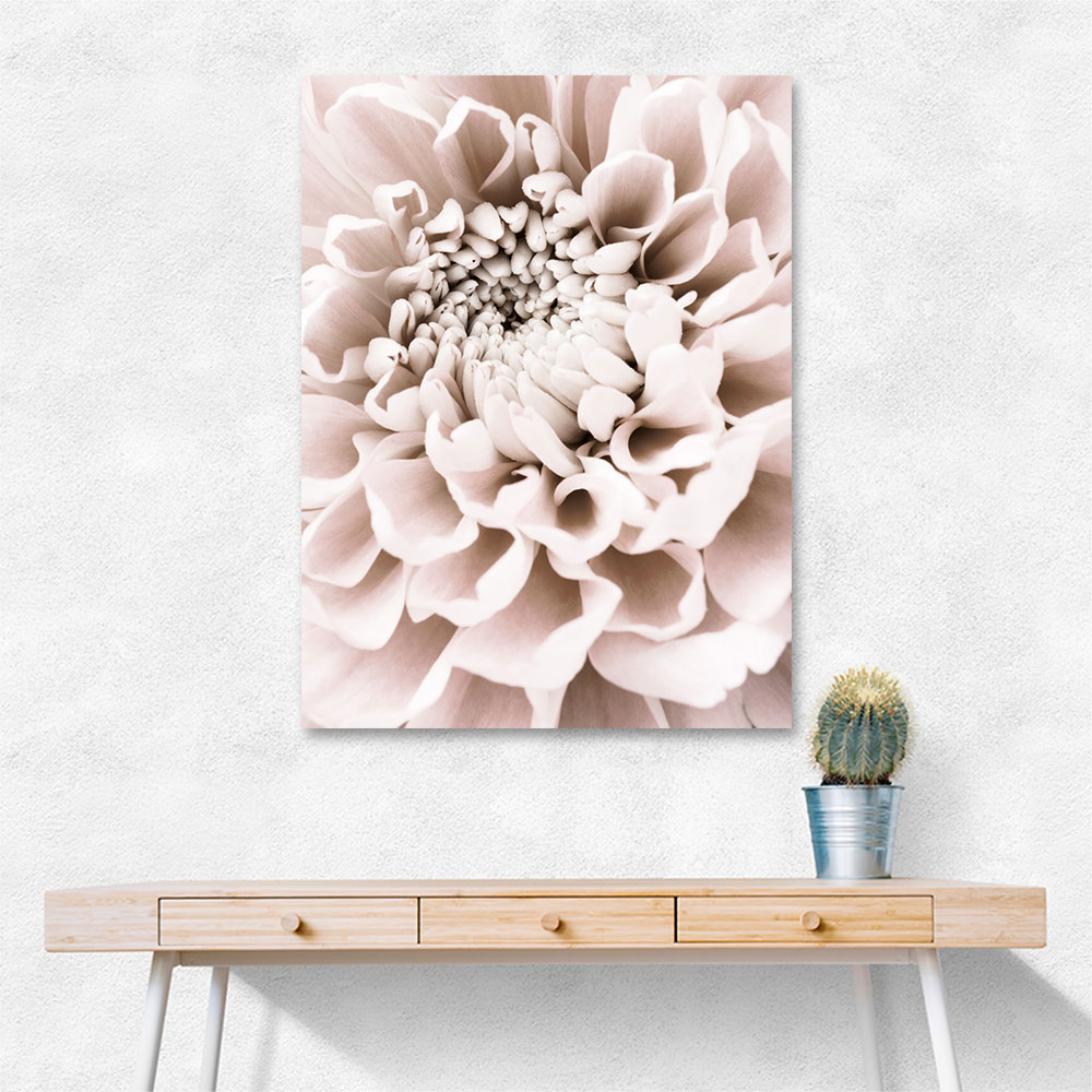 Chrysanthemum No 01 Chrysanthemum No 01