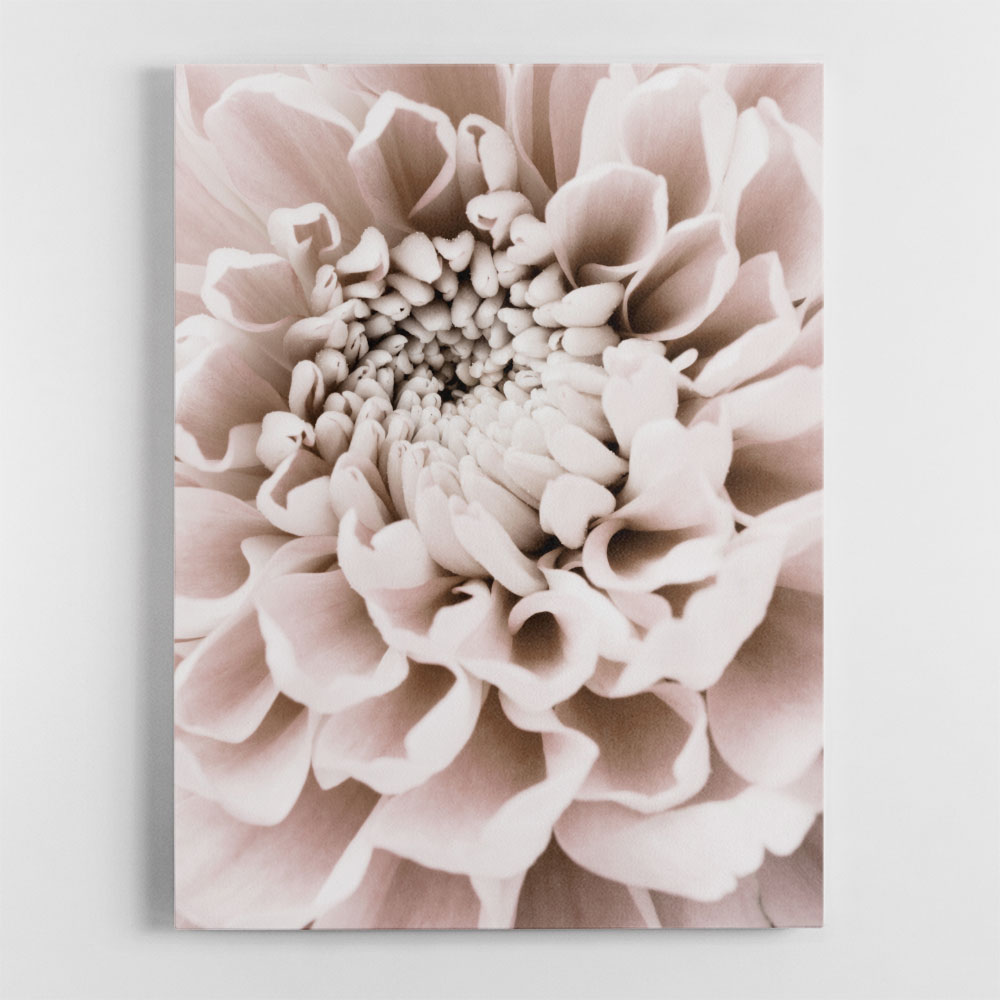 Chrysanthemum No 01 Chrysanthemum No 01