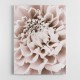 Chrysanthemum No 01 Chrysanthemum No 01