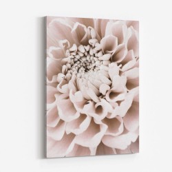 Chrysanthemum No 01
