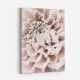 Chrysanthemum No 01 Chrysanthemum No 01