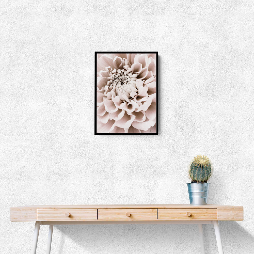 Chrysanthemum No 01 Chrysanthemum No 01