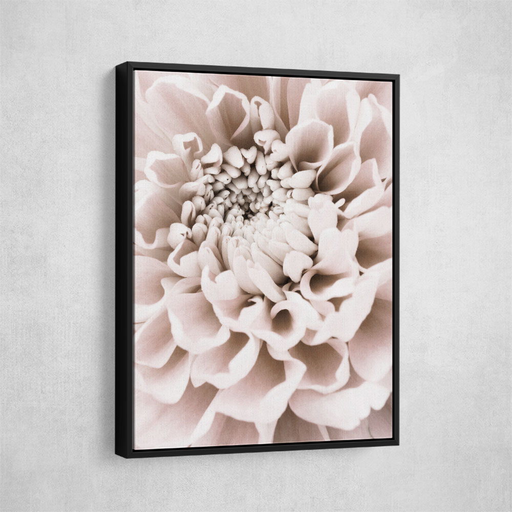 Chrysanthemum No 01 Chrysanthemum No 01
