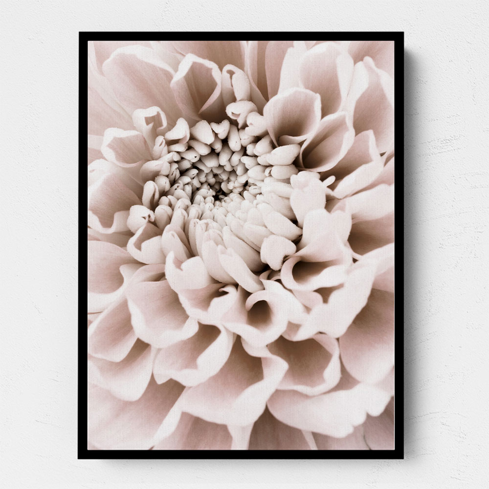 Chrysanthemum No 01 Chrysanthemum No 01