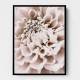 Chrysanthemum No 01 Chrysanthemum No 01