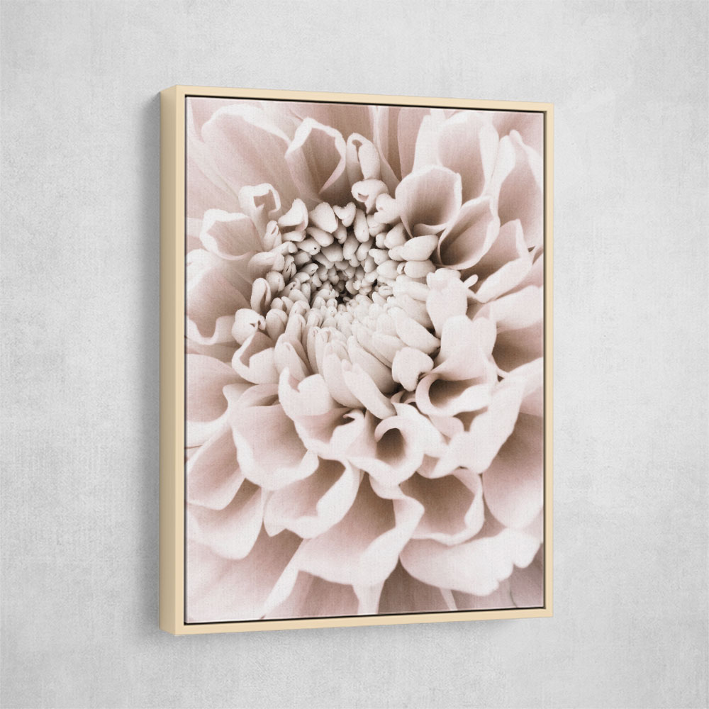 Chrysanthemum No 01 Chrysanthemum No 01