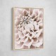 Chrysanthemum No 01 Chrysanthemum No 01