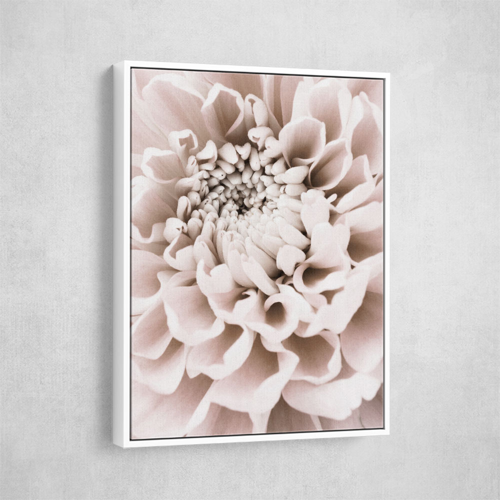 Chrysanthemum No 01 Chrysanthemum No 01