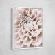 Chrysanthemum No 01 Chrysanthemum No 01