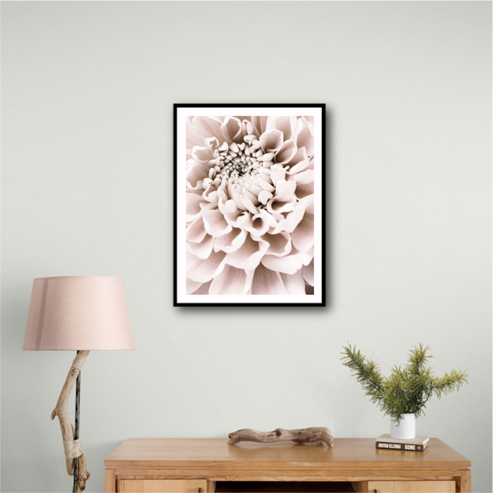 Chrysanthemum No 01 Chrysanthemum No 01