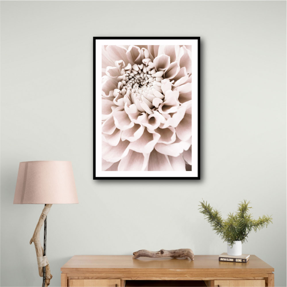 Chrysanthemum No 01 Chrysanthemum No 01