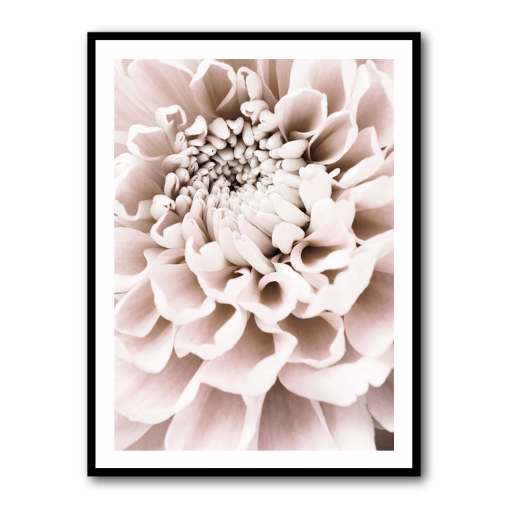 Chrysanthemum No 01 Chrysanthemum No 01