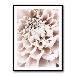 Chrysanthemum No 01