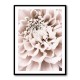 Chrysanthemum No 01 Chrysanthemum No 01