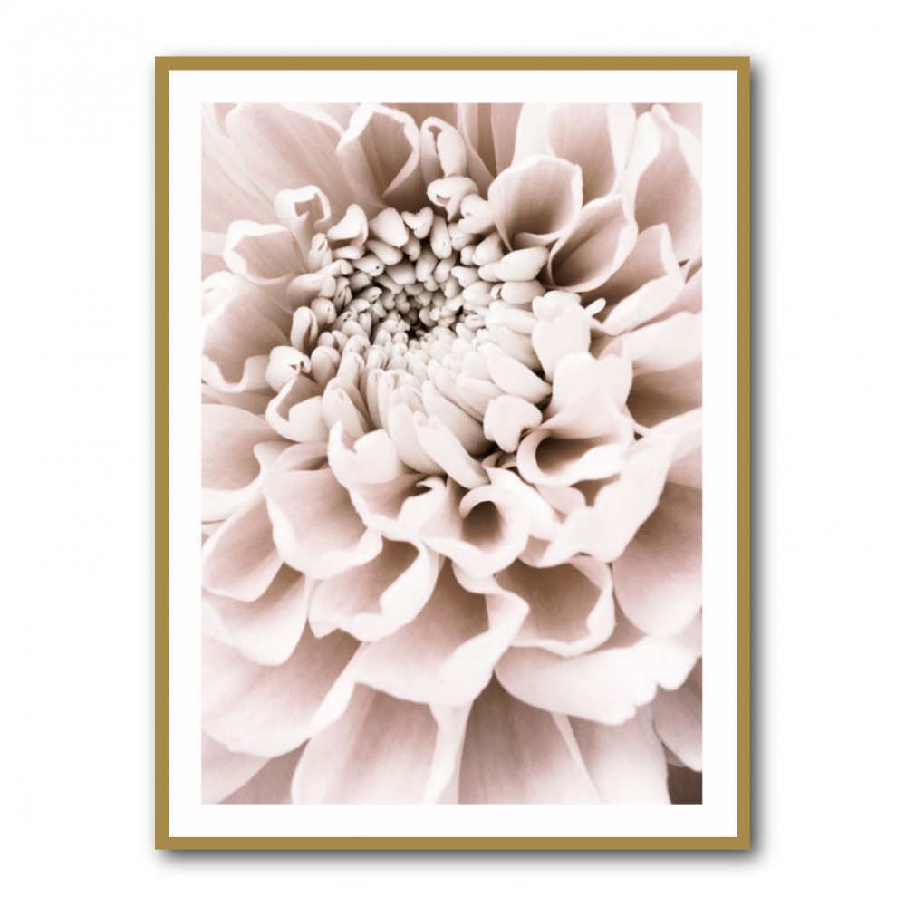 Chrysanthemum No 01