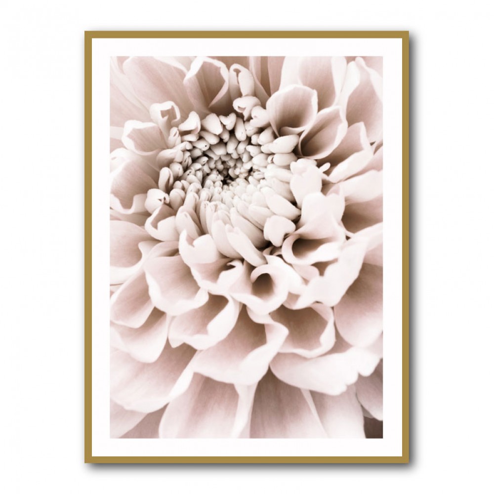 Chrysanthemum No 01 Chrysanthemum No 01