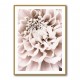 Chrysanthemum No 01 Chrysanthemum No 01