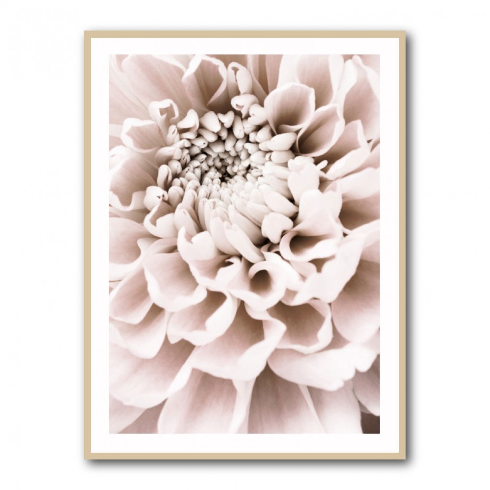 Chrysanthemum No 01 Chrysanthemum No 01