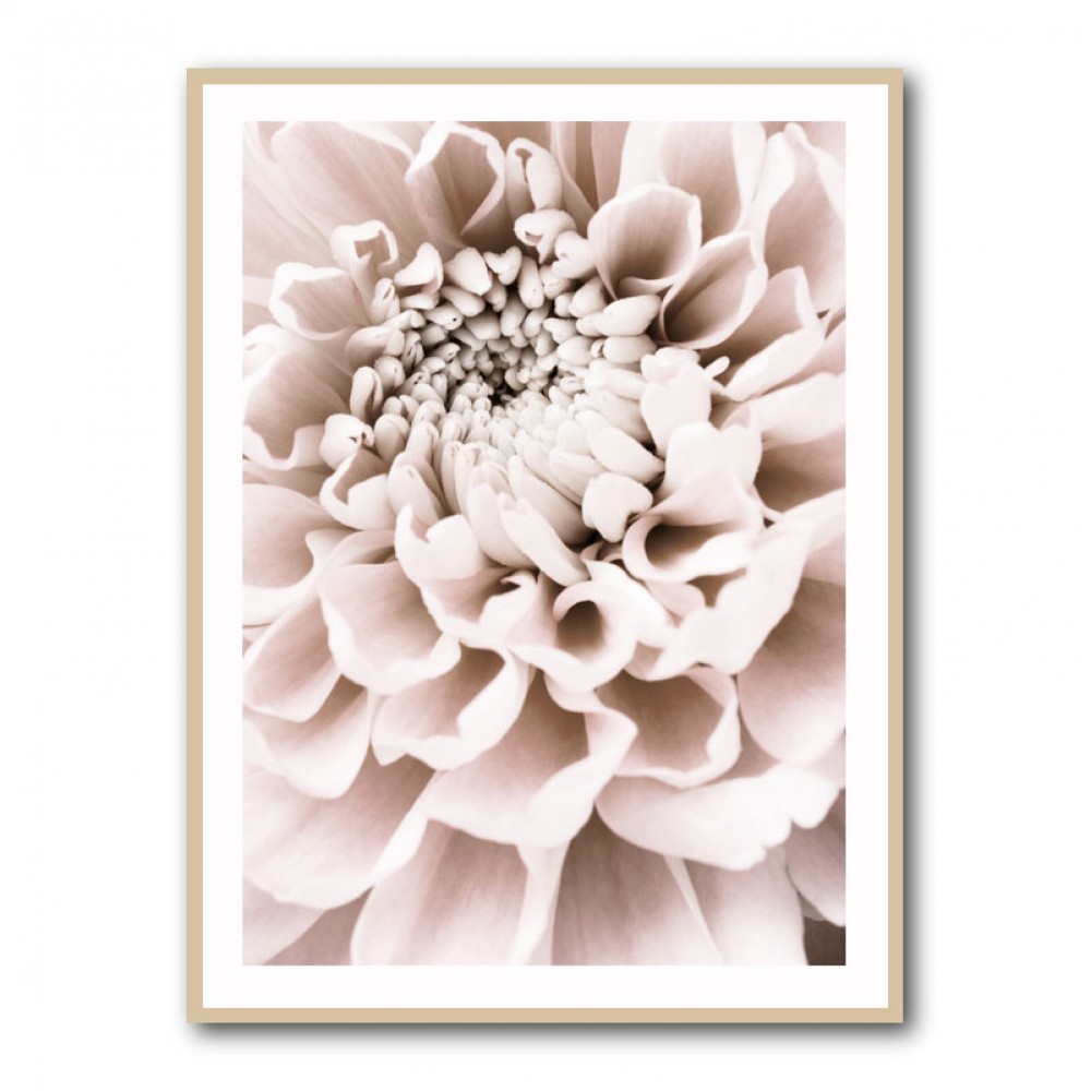 Chrysanthemum No 01