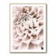 Chrysanthemum No 01 Chrysanthemum No 01