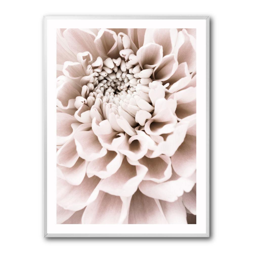 Chrysanthemum No 01 Chrysanthemum No 01