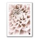 Chrysanthemum No 01 Chrysanthemum No 01