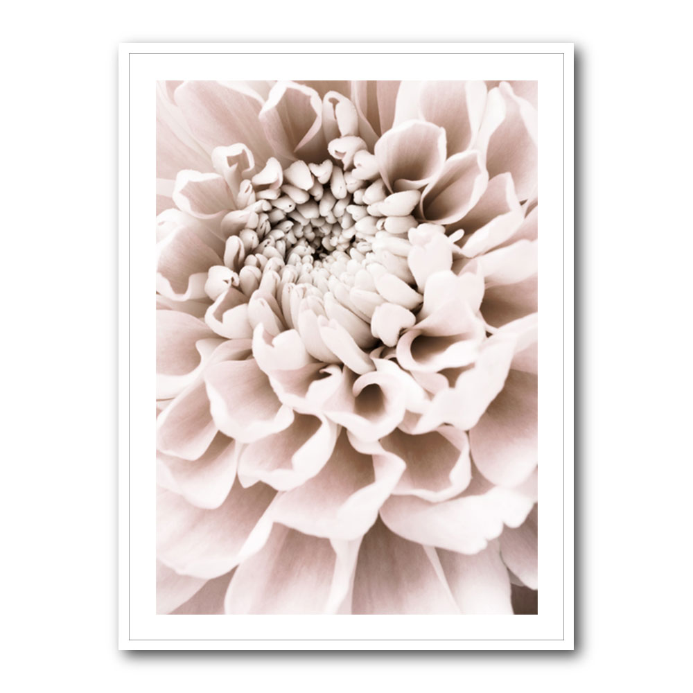 Chrysanthemum No 01