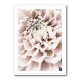Chrysanthemum No 01 Chrysanthemum No 01