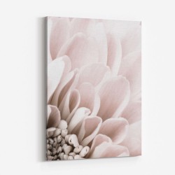 Chrysanthemum No 03
