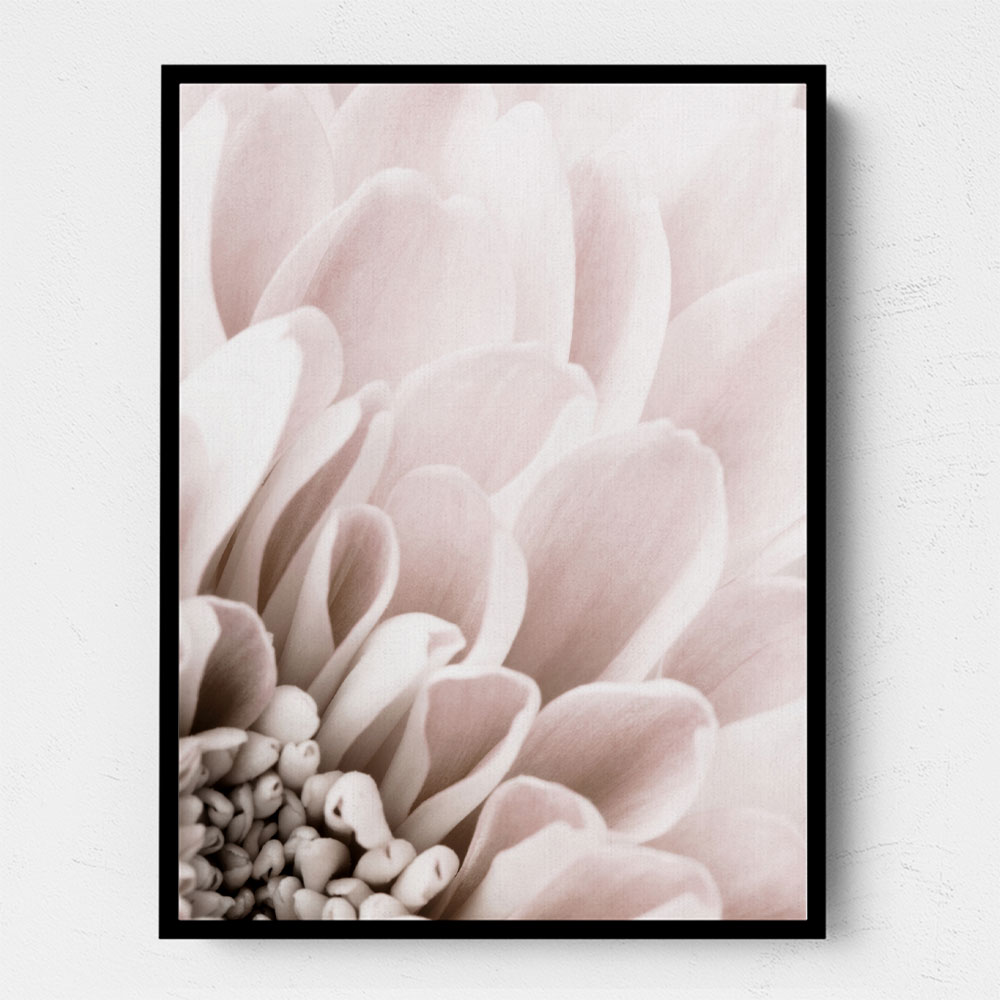 Chrysanthemum No 03