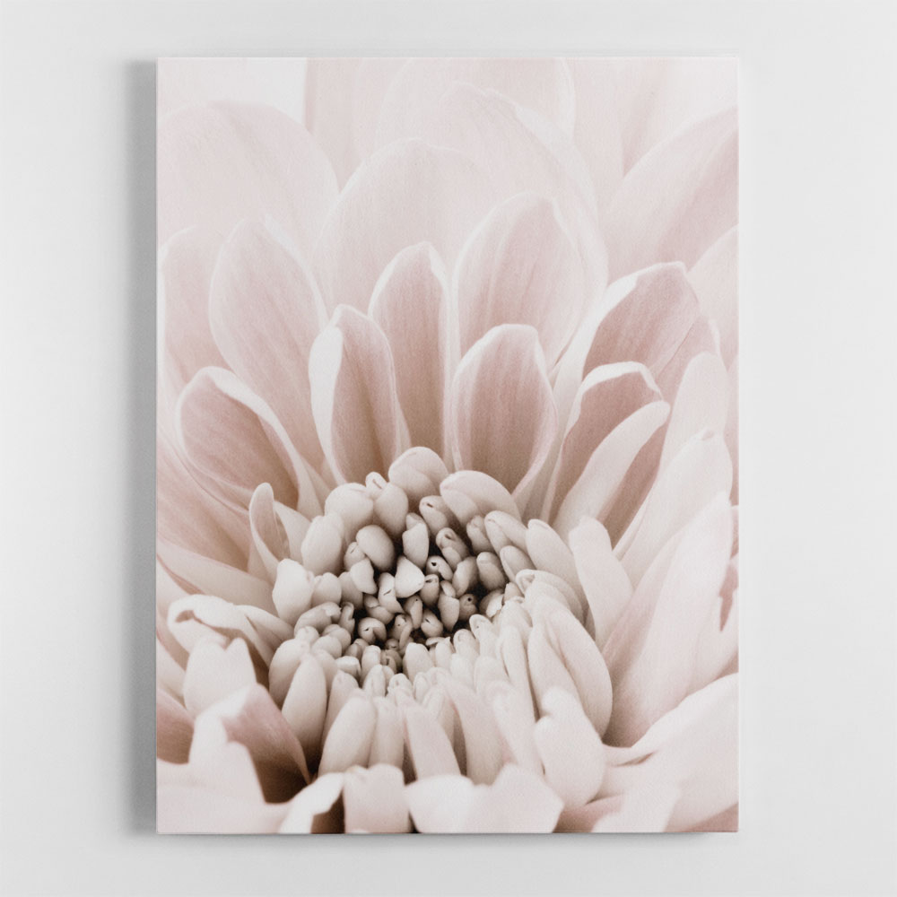 Chrysanthemum No 06