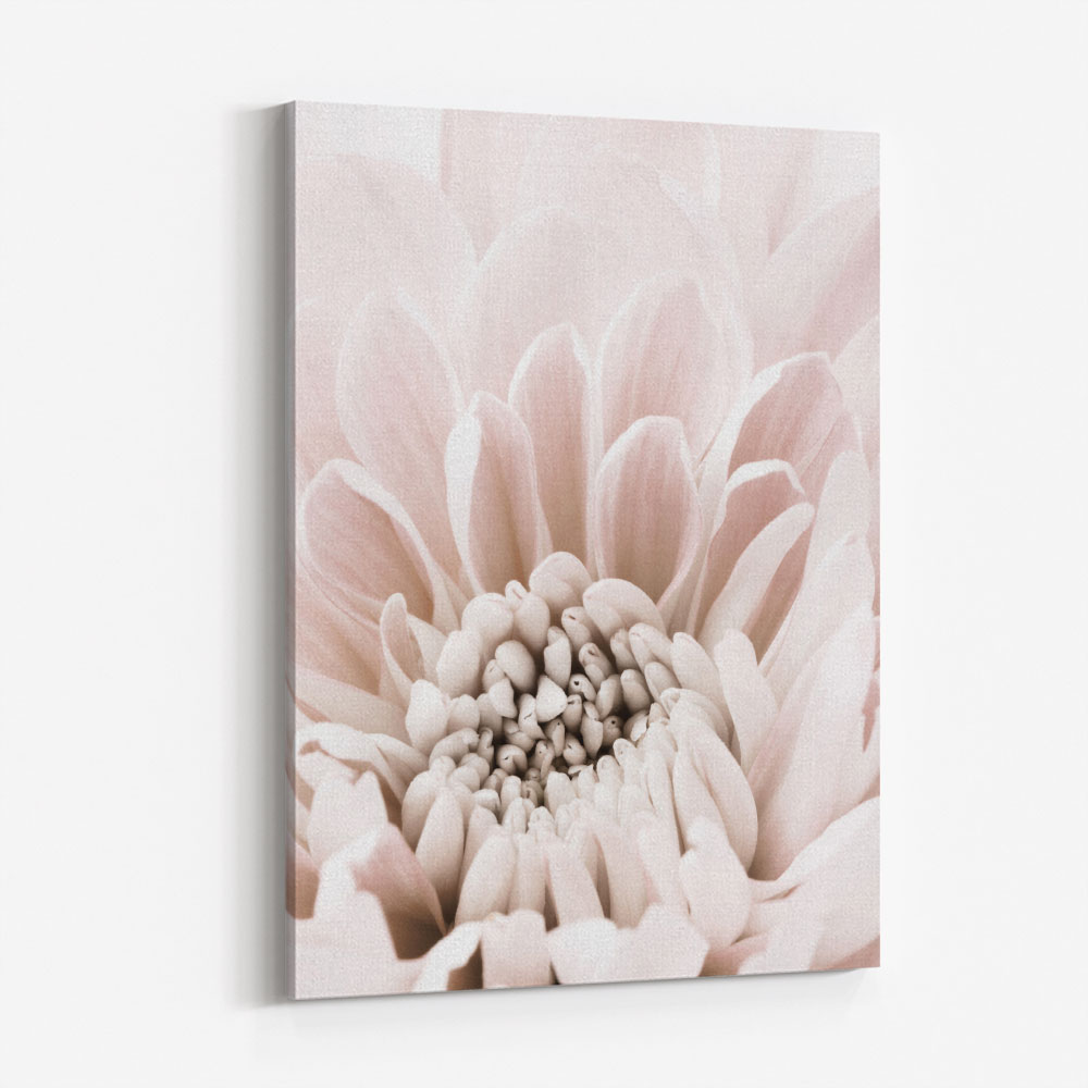 Chrysanthemum No 06