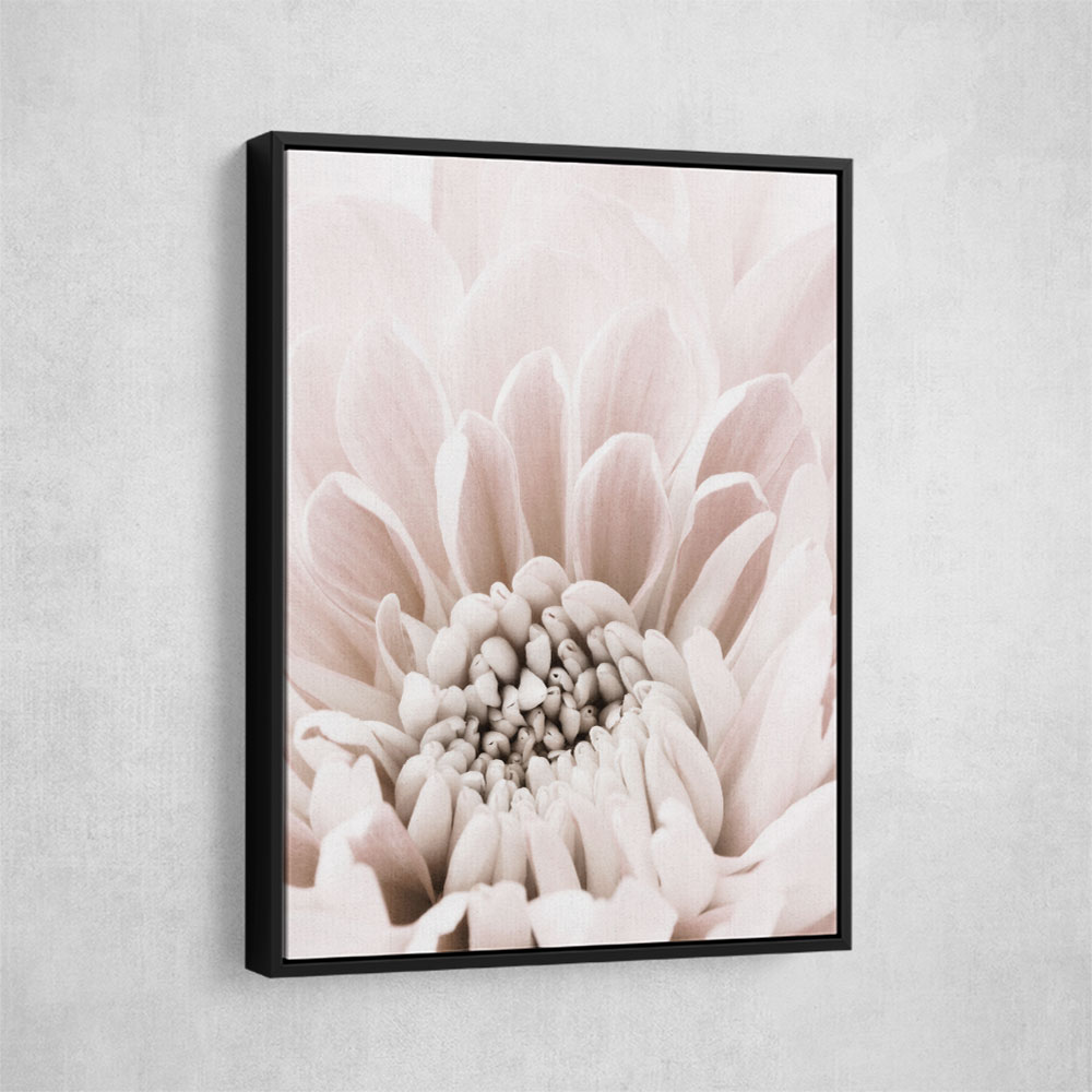 Chrysanthemum No 06