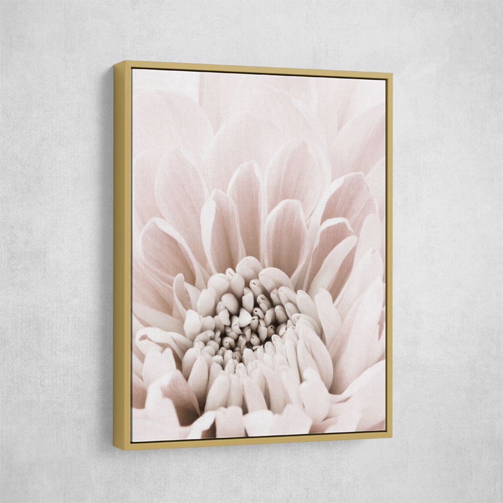 Chrysanthemum No 06