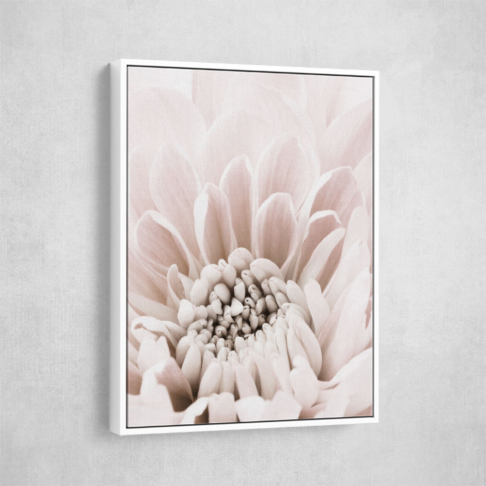 Chrysanthemum No 06