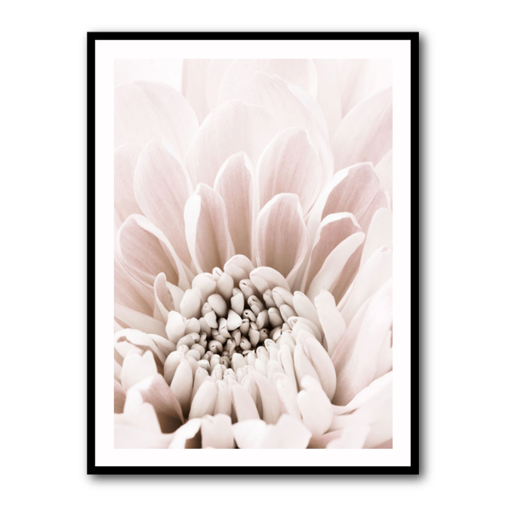 Chrysanthemum No 06