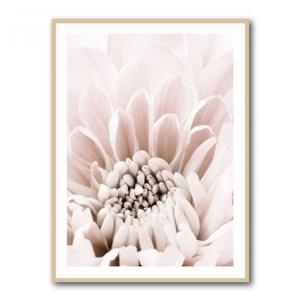 Chrysanthemum No 06