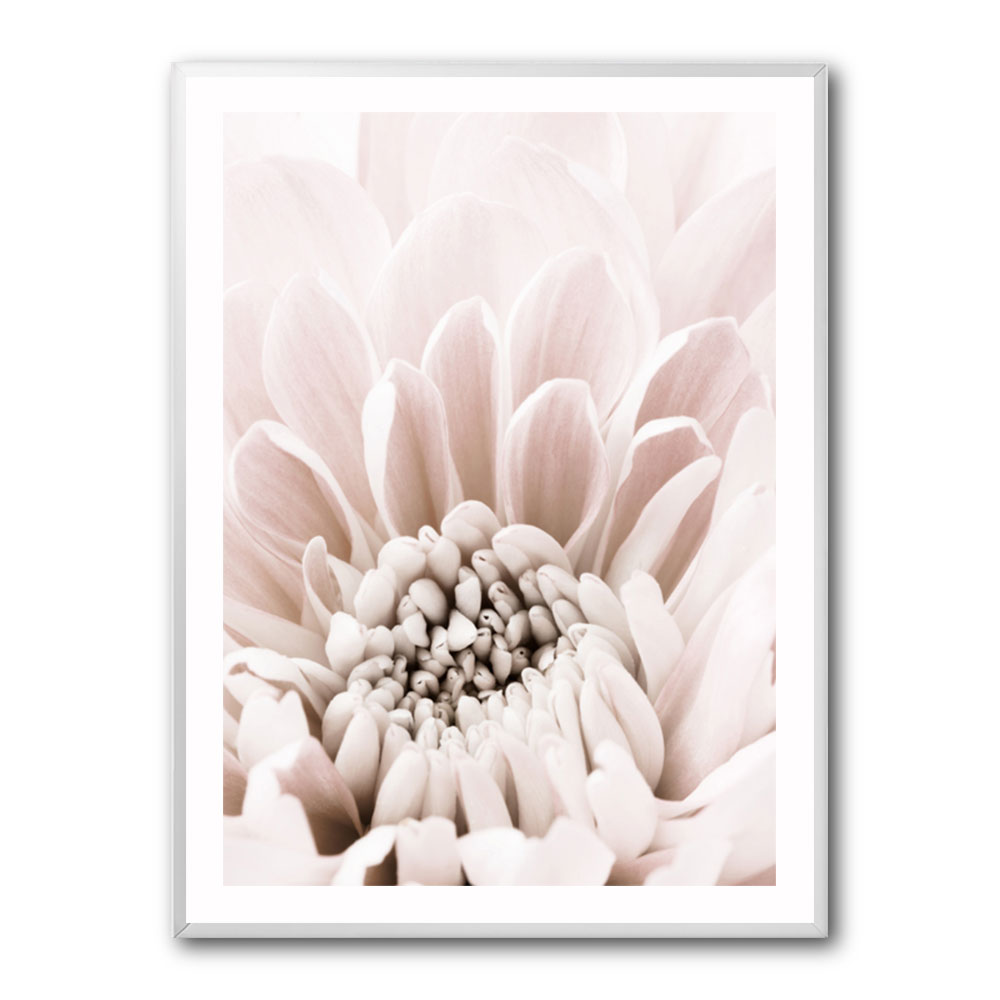 Chrysanthemum No 06