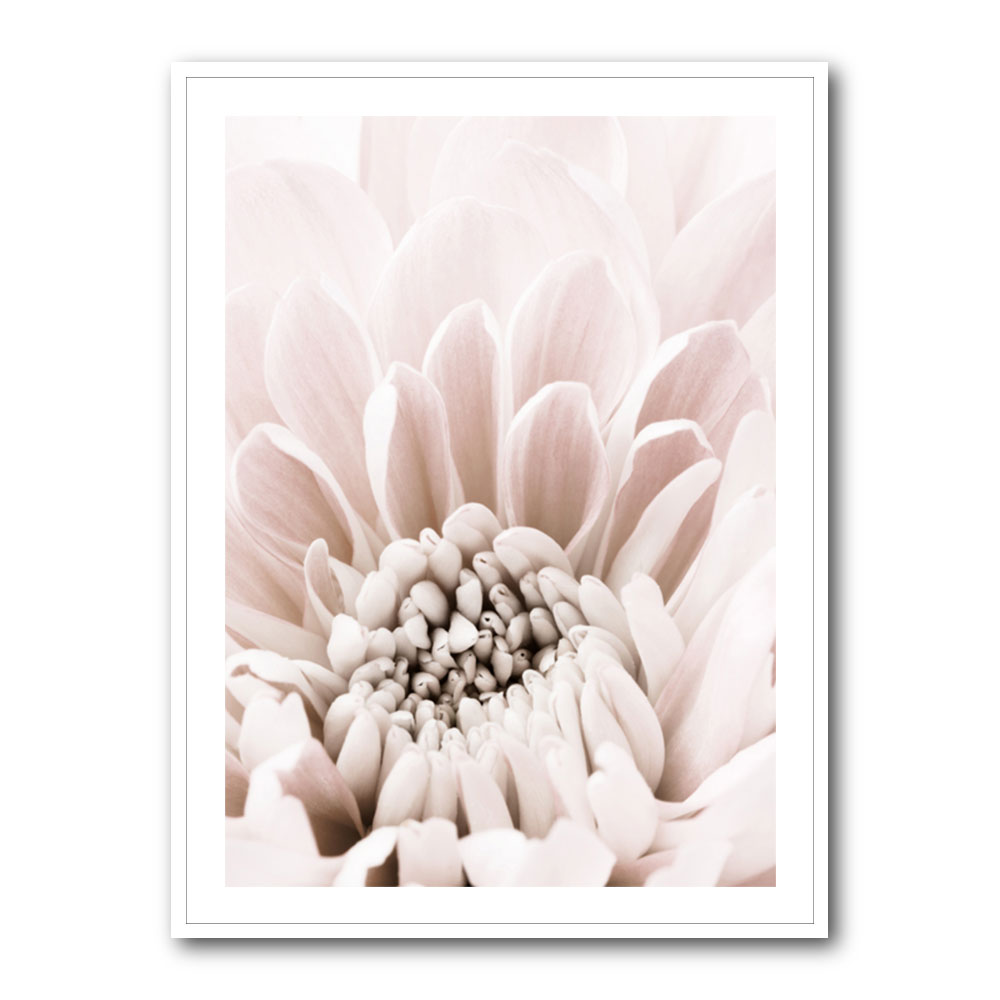 Chrysanthemum No 06