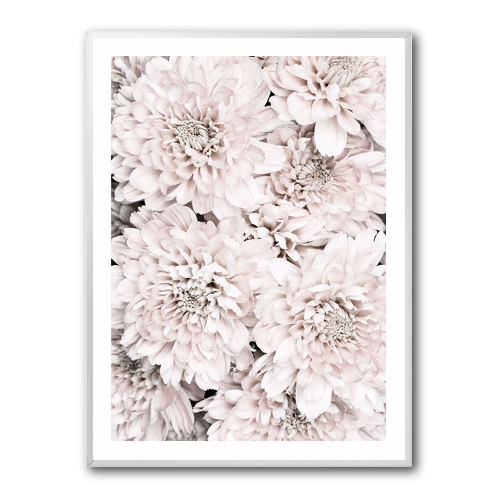 Chrysanthemum No 09