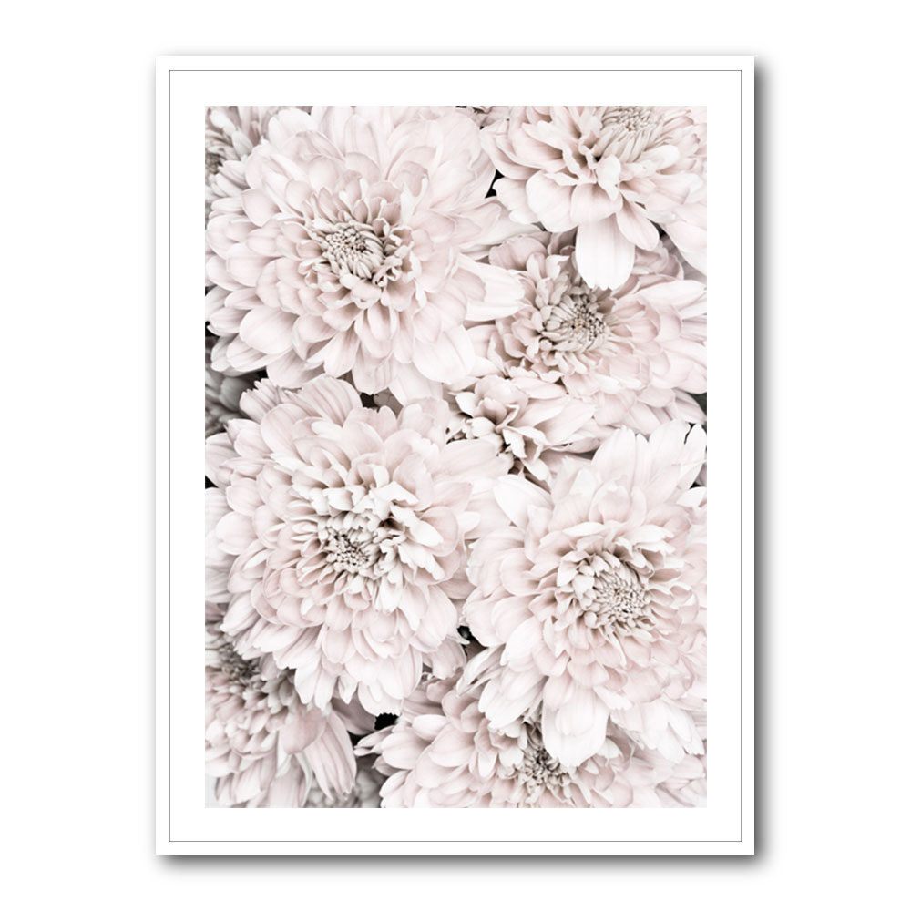 Chrysanthemum No 09