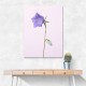 Bluebell_pink background Bluebell_pink background
