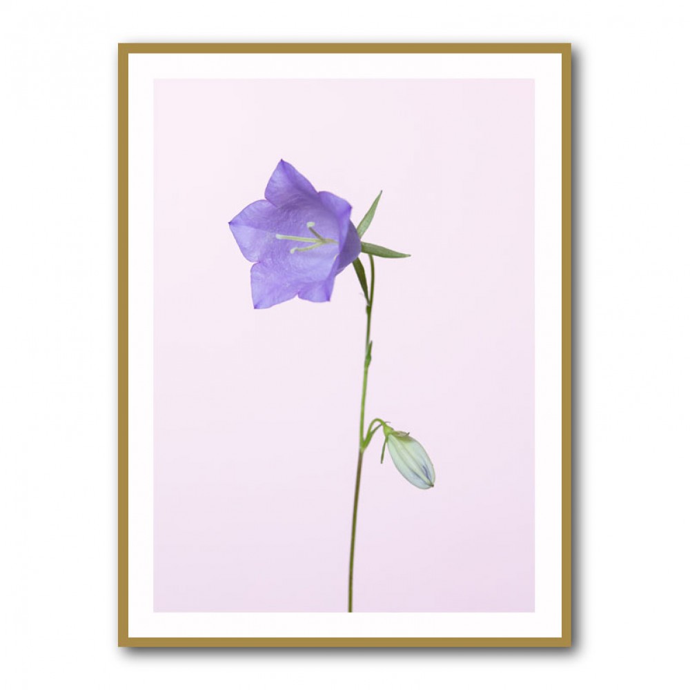 Bluebell_pink background