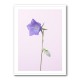 Bluebell_pink background Bluebell_pink background