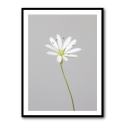 Small white flower 1